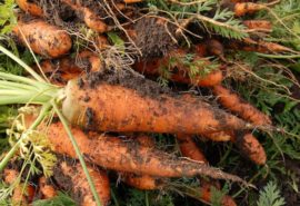 Kuopio calls for more local food in school menus