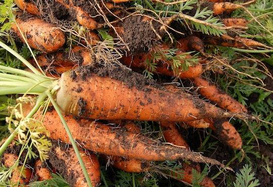 Kuopio calls for more local food in school menus