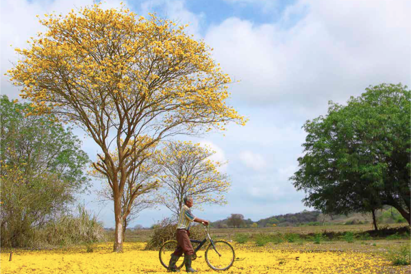 Florecido-Amarillo-Guayacan-foto-Manuel-Aviles.png Florecido-Amarillo-Guayacan-foto-Manuel-Aviles.png